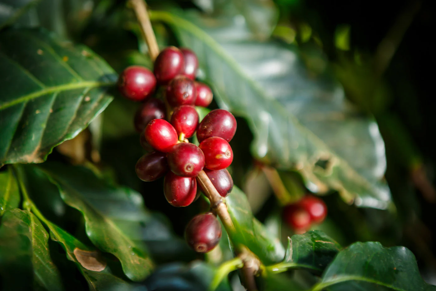 咖啡的甜味與甜感:味覺與嗅覺的交響詩 die struktur der kaffeekirsche