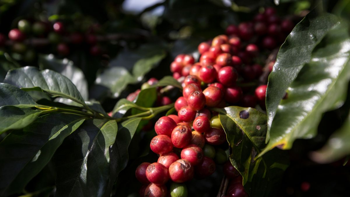 about specialty coffee 1